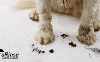 Utah Carpet Cleaning: Pet Owners’ Guide